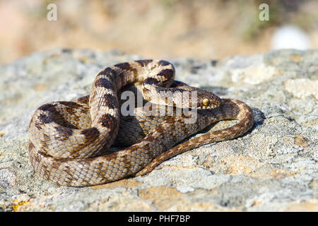 Telescopus fallax au soleil sur un rocher, le chat serpent, toute la longueur de l'image des reptiles juvéniles Banque D'Images