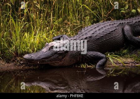 Grand Alligator mississippiensis Alligator menaçant Banque D'Images