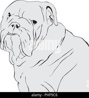 Art ligne vector image portrait de bouledogue Illustration de Vecteur