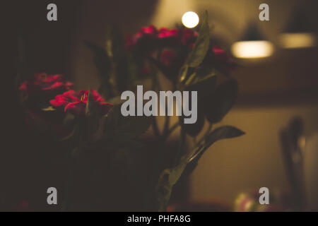 Fleurs dans l'ombre Banque D'Images