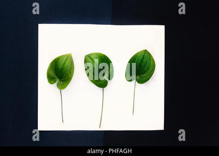 Les feuilles des plantes sur un fond noir et blanc Banque D'Images