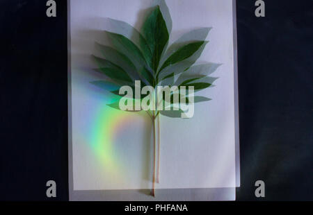 Feuilles vert foncé sur un fond noir et blanc dans les rayons multicolores. Image abstraite. Banque D'Images