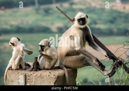 Singes entelle gris des plaines du nord (Semnopithecus animaux singe) avec des nourrissons à Pushkar, Inde Banque D'Images