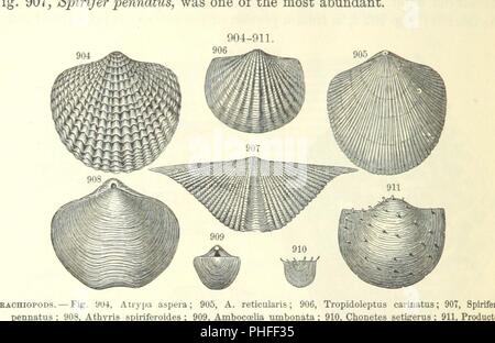 Libre à partir de la page 608 du manuel de géologie '[traiter des principes de la science avec référence spéciale à l'histoire géologique américain . Édition révisée.]' . Banque D'Images