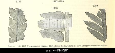 Libre à partir de la page 766 du manuel de géologie '[traiter des principes de la science avec référence spéciale à l'histoire géologique américain . Édition révisée.]' . Banque D'Images