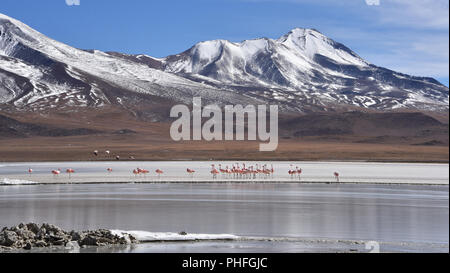 Les flamants se nourrir sur les eaux gelées de la Laguna Hedionda, Sud Lipez, Uyuni, Bolivie Banque D'Images