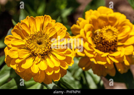 Zinnia elegans ' ' d'oiseaux Canaries Banque D'Images