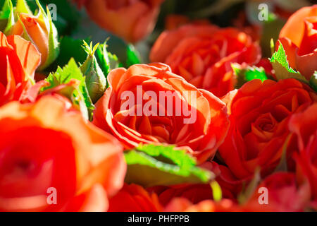 Roses rouges frais avec des feuilles vertes Banque D'Images