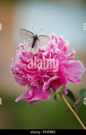 Beau petit papillon blanc assis sur la pivoine. Arrière-plan de l'heure d'été. La nature. Banque D'Images