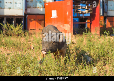 Cochon gris, close-up sur fond d'herbe verte Banque D'Images