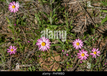 Rhodanthe Everlastings simpla, Rose Banque D'Images