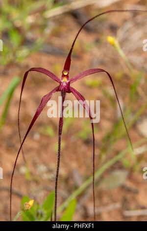 Caladenia filifera, sang orchidée araignée Banque D'Images