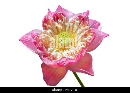 Fleur de lotus rose isolé sur fond blanc Banque D'Images