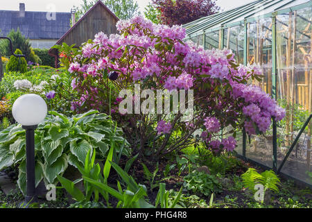 Bush d'un rhododendron rose Banque D'Images