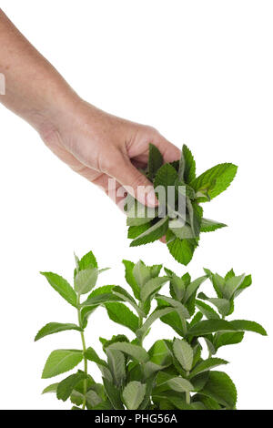 La récolte des feuilles de menthe Banque D'Images