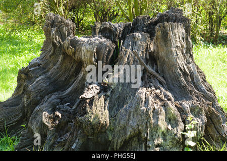 Tronc de chêne fossile Banque D'Images