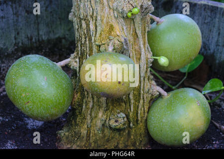 Crescentia cujete arbre calebasse (fruits) Banque D'Images