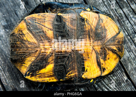 La texture de turtle shell Banque D'Images