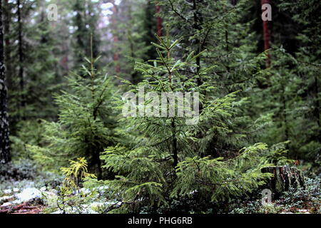 Sapin Banque D'Images