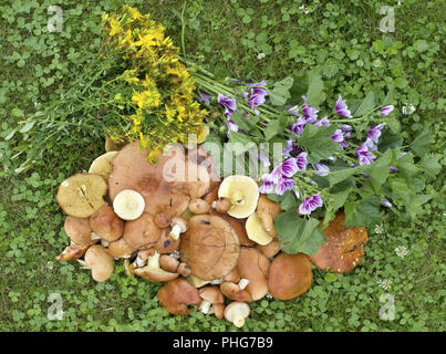 Les champignons frais et des bouquets de fleurs médicinales Banque D'Images