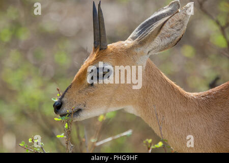 Un steenbok dans le Parc National Kruger en Afrique du Sud Banque D'Images