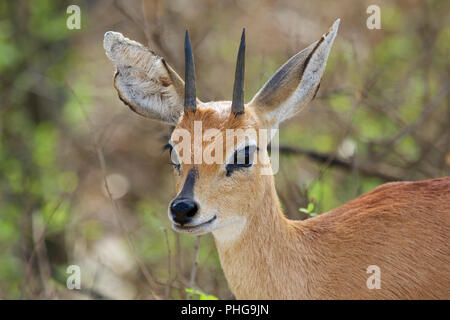 Un steenbok dans le Parc National Kruger en Afrique du Sud Banque D'Images