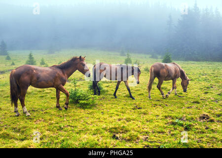 Troupeau de chevaux de course brown Banque D'Images