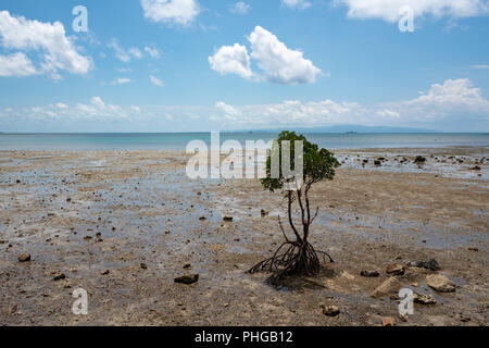 Landsape de Nagura Bay à marée basse à Ishigaki Île d'Okinawa, Japon. Banque D'Images