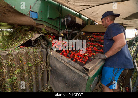 Badajoz, Espagne - Août 23th, 2018 : regarder bande de tomate à l'ensileuse. Vegas Bajas del Guadiana, Espagne Banque D'Images