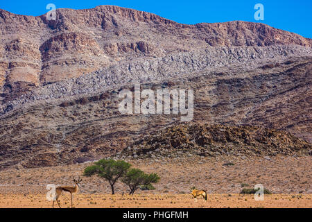 Les antilopes Impala le pâturage dans la savane Banque D'Images