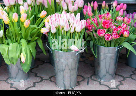 Les tulipes dans les seaux Banque D'Images