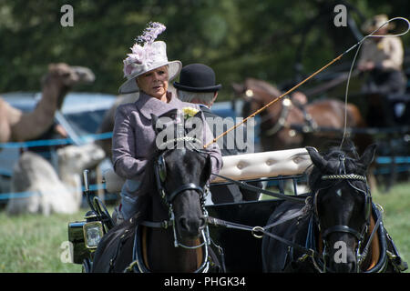 Concours d'élégance de trot à Chagford Show 2018 Banque D'Images