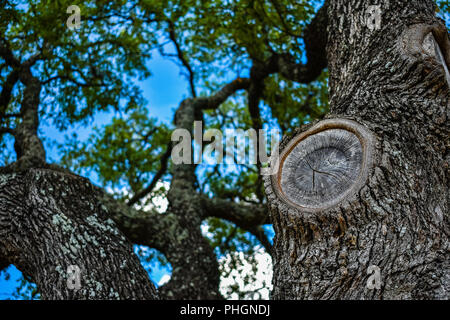 Au plus près des branches d'arbre de chêne au Texas à une journée d'été. Banque D'Images