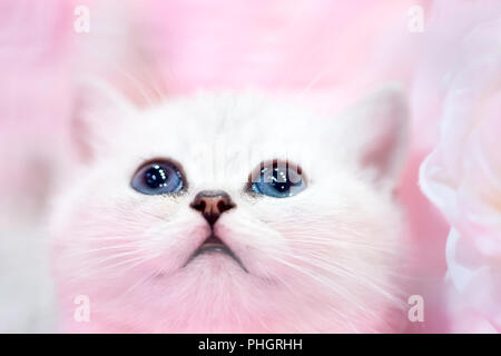 Mignon Petit Chat Blanc Photo Stock Alamy