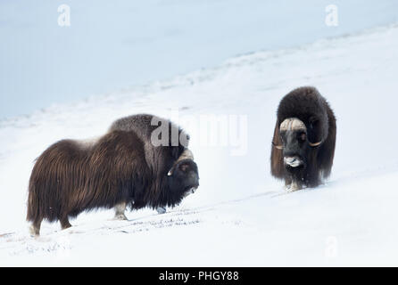 Close up de deux Bœufs musqués standing in snowy Dovrefjell montagnes pendant l'hiver froid en Norvège. Banque D'Images