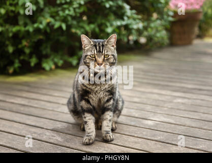 Close up d'un chat tigré sur le patio en bois de l'arrière-cour, au Royaume-Uni. Banque D'Images