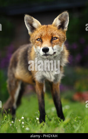 Close up of a red fox assis dans le jardin arrière, Londres, Royaume-Uni. Banque D'Images