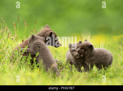 Vulpes lagopus renard arctique adultes avec 3 petits oursons ludique dans le pré, l'Islande. Banque D'Images