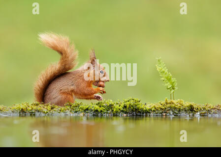 Close up d'un écureuil roux (Sciurus vulgaris) manger une noix sur jour de pluie près de l'eau, UK Banque D'Images