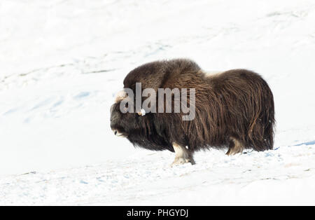 Près d'un bœuf musqué mâle debout dans la neige dans les montagnes de Dovrefjell, la Norvège. Banque D'Images