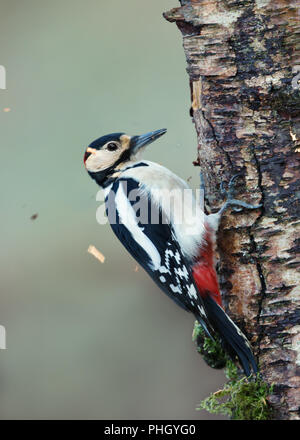 Great spotted woodpecker (Dendrocopos major) pecking un bouleau, au Royaume-Uni. Banque D'Images