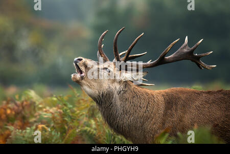 Close up of a red deer stag roaring durant la saison du rut en automne, au Royaume-Uni. Banque D'Images