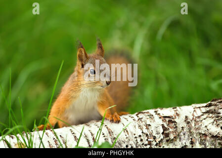 Close up d'un curieux écureuil roux (Sciurus vulgaris) dans l'herbe par un journal de bouleau. Banque D'Images