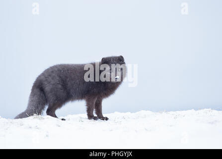 Close up d'un renard arctique debout dans la neige, hiver en Islande. Banque D'Images