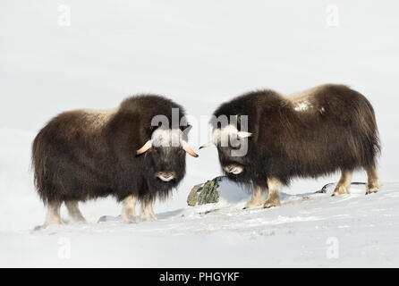 Portrait de deux jeunes le Bœuf musqué (Ovibos moschatus) standing in snowy Dovrefjell montagnes pendant l'hiver froid en Norvège. Banque D'Images