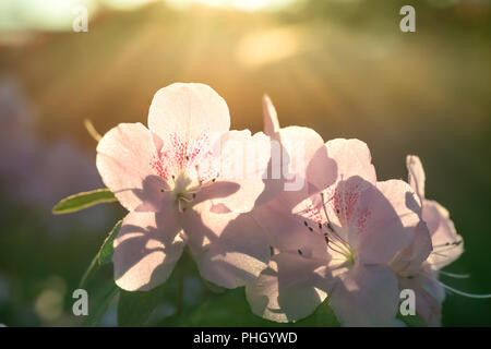 Azalea fleurs de printemps dans la lumière du soleil Banque D'Images