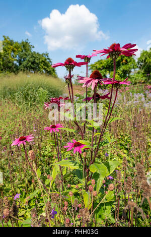 Conefelor ou Echinacea purpurea encore en fleur en septembre au Millenium Gardens Pensthorpe, Neth Norfolk. Banque D'Images