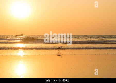 Au coucher du soleil Heron recueille les fruits de mer sur la plage Banque D'Images