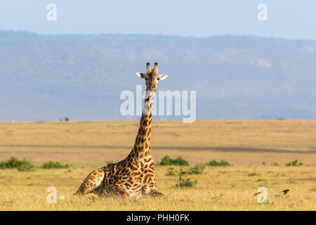 Girafe couchée sur le paysage de savane dans le Masai Mara Banque D'Images