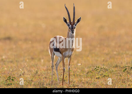 La gazelle de Thomson dans la savane Banque D'Images